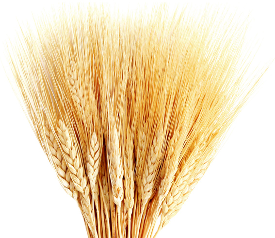 ppnor_cereales ppnor cereales